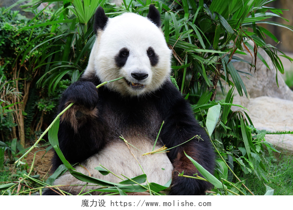 大熊猫坐着吃竹子大熊猫吃竹子的熊